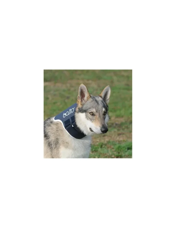balto collare rigido neck tg.m r.bt neck m