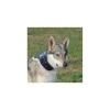 balto collare rigido neck tg.l r.bt neck l 395700038