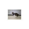 balto collare rigido per gatti rosa r.bt pink