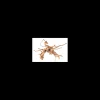 mant af110404 legno azalea radice s