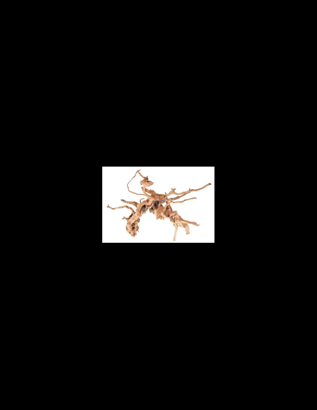 mant_af_legno_azalea_radi_0-1.webp mant af110404 legno azalea radice s