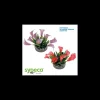 mant af226200 pianta sydeco lily 11cm