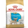 royal dog r.chihuahua puppy 500gr bhn1594