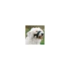 tx19282 dog museruola ad anello in nylon tg 2-xl