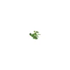 wave plant replica anubias 20cm