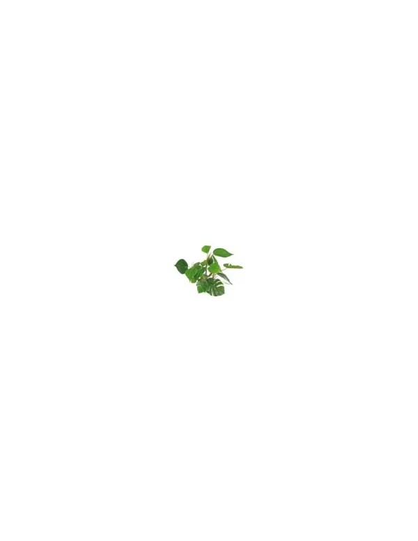 wave plant replica anubias 20cm