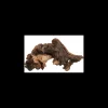 zolux legno mopani piccolo small r.356012