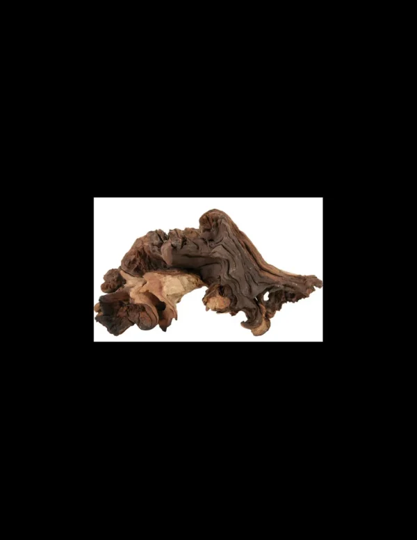 zolux legno mopani piccolo small r.356012