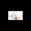 zolux legno racine araignee red wood 10-30cm 356050