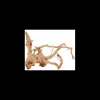 zolux legno racine araignee red wood 30-40cm 356051