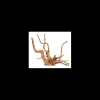zolux legno racine araignee red wood 40-50cm 356052