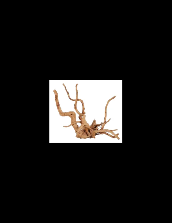 zolux legno racine araignee red wood 40-50cm 356052