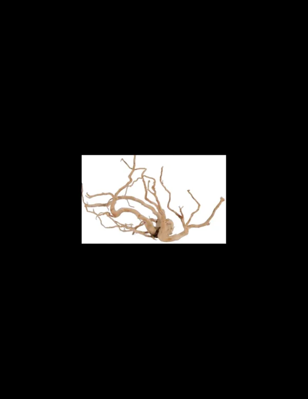 zolux legno racine araignee red wood 30-40cm 356051
