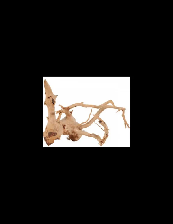 zolux legno racine araignee red wood 50-60cm 356053
